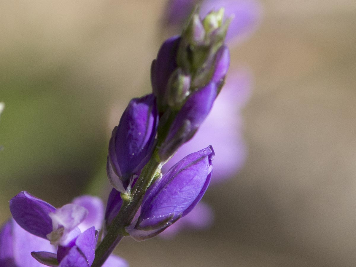 Polygala nicaeensis